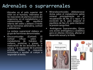 Adrenales o suprarrenales
Ubicadas en el polo superior del
riñón en el humano; interviene en
las reacciones de alarma o estrés del
organismo, en el metabolismo y el
mantenimiento del equilibrio
interno del sodio y potasio a través
de las hormonas adrenalina, cortisol
y aldosterona.
La corteza suprarrenal elabora un
grupo de hormonas denominadas:
 Glucocorticoides (Cortisol) El
cortisol influye sobre el
metabolismo de hidratos de
carbono, proteínas y grasas, la
maduración de los leucocitos de la
sangre, y la regulación de la presión
arterial, inhiben la respuesta
inmunitaria y ayudan al cuerpo a
responder al estrés.
 Mineralocorticoides (Aldosterona)
Actúa sobre el metabolismo salino
mineral principalmente en al
recuperación de Na ,Cl y agua y la
excreción de K, para asegurar el
equilibrio de Na y K, para mantener
la presión sanguínea.
 Andrógenos Suprarrenales, Ejerce
una acción androgénica y anabólica
pero en efectos mínimos, afectan el
desarrollo sexual y la libido
 