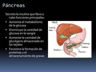 Páncreas
Secreta la insulina que lleva a
cabo funciones principales:
 Aumenta el metabolismo
de la glucosa
 Disminuye la cantidad de
glucosa en la sangre
 Aumenta la cantidad de
glucógeno almacenado en
los tejidos
 Favorece la formación de
proteínas y el
almacenamiento de grasas
 