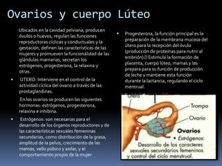 Ovarios y cuerpo Lúteo
Ubicados en la cavidad pelviana, producen
óvulos o huevos, regulan las funciones
reproductoras cíclicas y conductuales y la
gestación, definen las características de las
mujeres y promueven la funcionalidad de las
glándulas mamarias, secretan los
estrógenos, progesterona, la relaxina y
otras.
 ÚTERO: Interviene en el control de la
actividad cíclica del ovario a través de las
prostaglandinas.
En los ovarios se producen las siguientes
hormonas: estrógenos, progesterona,
relaxina e inhibina.
 Estrógenos: son necesarias para el
desarrollo de los órganos reproductores y de
las características sexuales femeninas
secundarias, como distribución de la grasa,
amplitud de la pelvis, crecimiento de las
mamas, vello púbico y axilar, y el
comportamiento propio de la mujer.
 Progesterona, la función principal es la
preparación de la membrana mucosa del
útero para la recepción del óvulo
(producción de proteínas para nutrir al
embrión). Estimula la formación de
placenta, cuerpo lúteo, mamas y las
prepara para su función de producción
de leche y mantiene esta función
durante la lactancia, regulando el ciclo
mentrual.
 