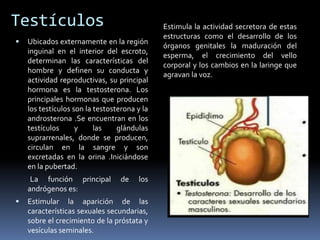 Testículos
 Ubicados externamente en la región
inguinal en el interior del escroto,
determinan las características del
hombre y definen su conducta y
actividad reproductivas, su principal
hormona es la testosterona. Los
principales hormonas que producen
los testículos son la testosterona y la
androsterona .Se encuentran en los
testículos y las glándulas
suprarrenales, donde se producen,
circulan en la sangre y son
excretadas en la orina .Iniciándose
en la pubertad.
La función principal de los
andrógenos es:
 Estimular la aparición de las
características sexuales secundarias,
sobre el crecimiento de la próstata y
vesículas seminales.
Estimula la actividad secretora de estas
estructuras como el desarrollo de los
órganos genitales la maduración del
esperma, el crecimiento del vello
corporal y los cambios en la laringe que
agravan la voz.
 