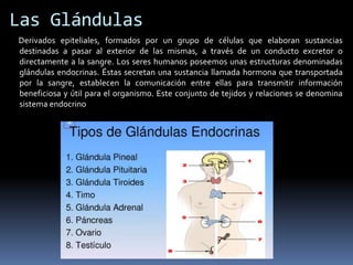 Las Glándulas
Derivados epiteliales, formados por un grupo de células que elaboran sustancias
destinadas a pasar al exterior de las mismas, a través de un conducto excretor o
directamente a la sangre. Los seres humanos poseemos unas estructuras denominadas
glándulas endocrinas. Éstas secretan una sustancia llamada hormona que transportada
por la sangre, establecen la comunicación entre ellas para transmitir información
beneficiosa y útil para el organismo. Este conjunto de tejidos y relaciones se denomina
sistema endocrino
 