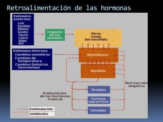 Retroalimentación de las hormonas
 