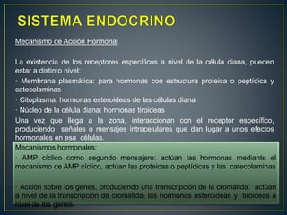 Mecanismo de Acción Hormonal
La existencia de los receptores específicos a nivel de la célula diana, pueden
estar a distinto nivel:
· Membrana plasmática: para hormonas con estructura proteica o peptídica y
catecolaminas
· Citoplasma: hormonas esteroideas de las células diana
· Núcleo de la célula diana: hormonas tiroideas
Una vez que llega a la zona, interaccionan con el receptor específico,
produciendo señales o mensajes intracelulares que dan lugar a unos efectos
hormonales en esa células.
Mecanismos hormonales:
· AMP cíclico como segundo mensajero: actúan las hormonas mediante el
mecanismo de AMP cíclico, actúan las proteicas o peptídicas y las catecolaminas
· Acción sobre los genes, produciendo una transcripción de la cromátida: actúan
a nivel de la transcripción de cromátida, las hormonas esteroideas y tiroideas a
nivel de los genes.
 