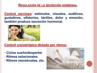 REGULACIÓN DE LA SECRECIÓN HORMONAL
Control nervioso: estímulos, visuales, auditivos,
gustativos, olfatorios, táctiles, dolor y emoción,
también produce secreción hormonal.
Control cronotrópico dictado por ritmos:
· Ciclos sueño/despertar
· Ritmos estacionales
· Ritmos menstruales, etc.
 