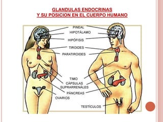 GLANDULAS ENDOCRINAS
Y SU POSICION EN EL CUERPO HUMANO
 