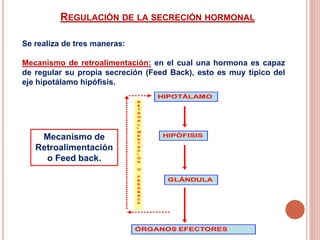 REGULACIÓN DE LA SECRECIÓN HORMONAL
Se realiza de tres maneras:
Mecanismo de retroalimentación: en el cual una hormona es capaz
de regular su propia secreción (Feed Back), esto es muy típico del
eje hipotálamo hipófisis.
Mecanismo de
Retroalimentación
o Feed back.
 