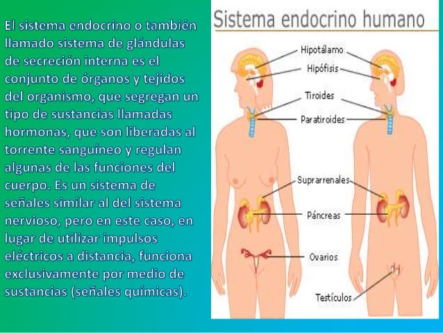 Sistema endocrino y funciones