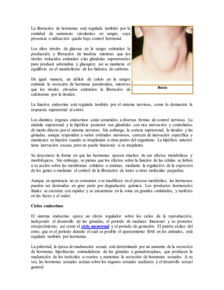 La liberación de hormonas está regulada también por la
cantidad de sustancias circulantes en sangre, cuya
presencia o utilización queda bajo control hormonal.
Los altos niveles de glucosa en la sangre estimulan la
producción y liberación de insulina mientras que los
niveles reducidos estimulan a las glándulas suprarrenales
para producir adrenalina y glucagón; así se mantiene el
equilibrio en el metabolismo de los hidratos de carbono.
De igual manera, un déficit de calcio en la sangre
estimula la secreción de hormona paratiroidea, mientras
que los niveles elevados estimulan la liberación de
calcitonina por la tiroides.
La función endocrina está regulada también por el sistema nervioso, como lo demuestra la
respuesta suprarrenal al estrés.
Los distintos órganos endocrinos están sometidos a diversas formas de control nervioso. La
médula suprarrenal y la hipófisis posterior son glándulas con rica inervación y controladas
de modo directo por el sistema nervioso. Sin embargo, la corteza suprarrenal, la tiroides y las
gónadas, aunque responden a varios estímulos nerviosos, carecen de inervación específica y
mantienen su función cuando se trasplantan a otras partes del organismo. La hipófisis anterior
tiene inervación escasa, pero no puede funcionar si se trasplanta.
Se desconoce la forma en que las hormonas ejercen muchos de sus efectos metabólicos y
morfológicos. Sin embargo, se piensa que los efectos sobre la función de las células se deben
a su acción sobre las membranas celulares o enzimas, mediante la regulación de la expresión
de los genes o mediante el control de la liberación de iones u otras moléculas pequeñas.
Aunque en apariencia no se consumen o se modifican en el proceso metabólico, las hormonas
pueden ser destruidas en gran parte por degradación química. Los productos hormonales
finales se excretan con rapidez y se encuentran en la orina en grandes cantidades, y también
en las heces y el sudor.
Ciclos endocrinos
El sistema endocrino ejerce un efecto regulador sobre los ciclos de la reproducción,
incluyendo el desarrollo de las gónadas, el periodo de madurez funcional y su posterior
envejecimiento, así como el ciclo menstrual y el periodo de gestación. El patrón cíclico del
estro, que es el periodo durante el cual es posible el apareamiento fértil en los animales, está
regulado también por hormonas.
La pubertad, la época de maduración sexual, está determinada por un aumento de la secreción
de hormonas hipofisarias estimuladoras de las gónadas o gonadotropinas, que producen la
maduración de los testículos u ovarios y aumentan la secreción de hormonas sexuales. A su
vez, las hormonas sexuales actúan sobre los órganos sexuales auxiliares y el desarrollo sexual
general.
Bocio
 