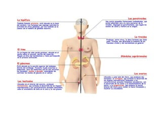 Sistema endocrino 3 Medio