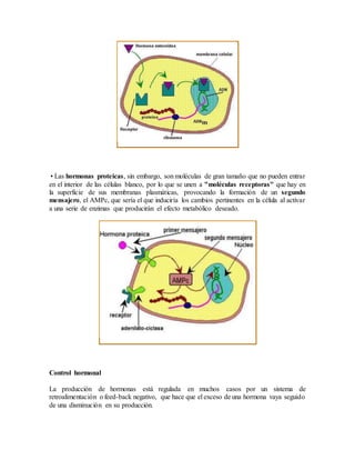 • Las hormonas proteicas, sin embargo, son moléculas de gran tamaño que no pueden entrar
en el interior de las células blanco, por lo que se unen a "moléculas receptoras" que hay en
la superficie de sus membranas plasmáticas, provocando la formación de un segundo
mensajero, el AMPc, que sería el que induciría los cambios pertinentes en la célula al activar
a una serie de enzimas que producirán el efecto metabólico deseado.
Control hormonal
La producción de hormonas está regulada en muchos casos por un sistema de
retroalimentación o feed-back negativo, que hace que el exceso de una hormona vaya seguido
de una disminución en su producción.
 