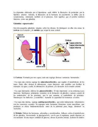 La dopamina elaborada por el hipotálamo suele inhibir la liberación de prolactina por la
hipófisis anterior. Además, la liberación de la hormona de crecimiento se inhibe por la
somatostatina, sintetizada también en el páncreas. Esto significa que el cerebro también
funciona como una glándula.
Glándulas suprarrenales
Son dos pequeñas glándulas situadas sobre los riñones. Se distinguen en ellas dos zonas: la
corteza en el exterior y la médula que ocupa la zona central.
1. Corteza: Formada por tres capas, cada una segrega diversas sustancias hormonales.
• La capa más externa segrega los mineralocorticoides, que regulan el metabolismo de los
iones. Entre ellos destaca la aldosterona, cuyas funciones más notables son facilitar la
retención de agua y sodio, la eliminación de potasio y la elevación de la tensión arterial.
• La capa intermedia elabora los glucocorticoides. El más importante es la cortisona,cuyas
funciones fisiológicas principales consisten en la formación de glúcidos y grasas a partir de
los aminoácidos de las proteinas, por lo que aumenta el catabolismo de proteinas.
Disminuyen los linfocitos y eosinófilos. Aumenta la capacidad de resistencia al estrés.
• La capa más interna, segrega andrógenocorticoides, que están íntimamente relacionados
con los caracteres sexuales. Se segregan tanto hormonas femeninas como masculinas, que
producen su efecto fundamentalmente antes de la pubertad para, luego, disminuir su
secreción.
2. Médula: Elabora las hormonas, adrenalina y noradrenalina. Influyen sobre el metabolismo
de los glúcidos, favoreciendo la glucógenolisis, con lo que el organismo puede disponer en
ese momento de una mayor cantidad de glucosa; elevan la presión arterial, aceleran los latidos
 
