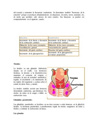 del corazón y aumentan la frecuencia respiratoria. Se denominan también "hormonas de la
emoción" porque se producen abundantemente en situaciones de estrés, terror, ansiedad, etc,
de modo que permiten salir airosos de estos estados. Sus funciones se pueden ver
comparadamente en el siguiente cuadro:
Adrenalina Noradrenalina
Incremento de la fuerza y frecuencia
de la contracción cardíaca
Incremento de la fuerza y frecuencia
de la contracción cardíaca
Dilatación de los vasos coronarios Dilatación de los vasos coronarios
Vasodilatación general Vasoconstricción general
Incremento del gasto cardíaco Descenso del gasto cardíaco
Incremento de la glucogenolisis
Incremento de la glucogenolisis
(en menor proporción)
Tiroides
La tiroides es una glándula bilobulada
situada en el cuello. Las hormonas
tiroideas, la tiroxina y la triyodotironina
aumentan el consumo de oxígeno y
estimulan la tasa de actividad metabólica,
regulan el crecimiento y la maduración de
los tejidos del organismo y actúan sobre el
estado de alerta físico y mental.
La tiroides también secreta una hormona
denominada calcitonina, que disminuye los
niveles de calcio en la sangre e inhibe su
reabsorción ósea.
Glándulas paratiroides
Las glándulas paratiroides se localizan en un área cercana o están inmersas en la glándula
tiroides. La hormona paratiroidea o parathormona regula los niveles sanguíneos de calcio y
fósforo y estimula la reabsorción de hueso.
Las gónadas
 