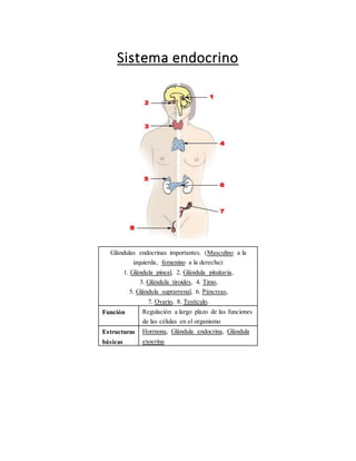 Sistema endocrino
Glándulas endocrinas importantes. (Masculino a la
izquierda, femenino a la derecha):
1. Glándula pineal, 2. Glándula pituitaria,
3. Glándula tiroides, 4. Timo,
5. Glándula suprarrenal, 6. Páncreas,
7. Ovario, 8. Testículo.
Función Regulación a largo plazo de las funciones
de las células en el organismo
Estructuras
básicas
Hormona, Glándula endocrina, Glándula
exocrina
 