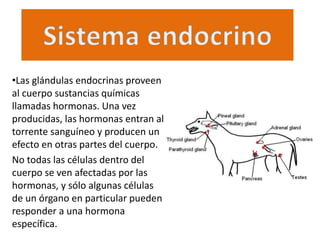 •Las glándulas endocrinas proveen
al cuerpo sustancias químicas
llamadas hormonas. Una vez
producidas, las hormonas entran al
torrente sanguíneo y producen un
efecto en otras partes del cuerpo.
No todas las células dentro del
cuerpo se ven afectadas por las
hormonas, y sólo algunas células
de un órgano en particular pueden
responder a una hormona
específica.
 