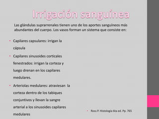 Sistema endocrino | PPTX