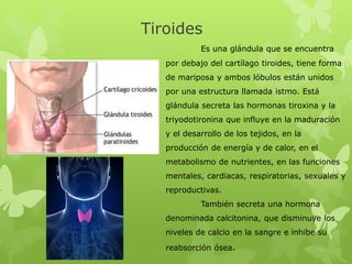 Tiroides
Es una glándula que se encuentra
por debajo del cartílago tiroides, tiene forma
de mariposa y ambos lóbulos están unidos
por una estructura llamada istmo. Está
glándula secreta las hormonas tiroxina y la
triyodotironina que influye en la maduración
y el desarrollo de los tejidos, en la
producción de energía y de calor, en el
metabolismo de nutrientes, en las funciones
mentales, cardiacas, respiratorias, sexuales y
reproductivas.
También secreta una hormona
denominada calcitonina, que disminuye los
niveles de calcio en la sangre e inhibe su
reabsorción ósea.
 