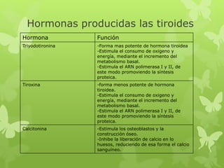 Hormonas producidas las tiroides
Hormona Función
Triyodotironina -Forma mas potente de hormona tiroidea
-Estimula el consumo de oxigeno y
energía, mediante el incremento del
metabolismo basal.
-Estimula el ARN polimerasa I y II, de
este modo promoviendo la síntesis
proteica.
Tiroxina -forma menos potente de hormona
tiroidea.
-Estimula el consumo de oxigeno y
energía, mediante el incremento del
metabolismo basal.
-Estimula el ARN polimerasa I y II, de
este modo promoviendo la síntesis
proteica.
Calcitonina -Estimula los osteoblastos y la
construcción óseo.
-Inhibe la liberación de calcio en lo
huesos, reduciendo de esa forma el calcio
sanguíneo.
 