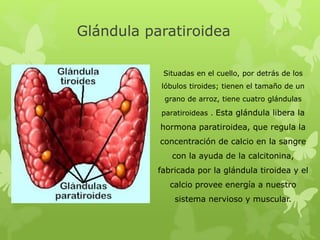 Glándula paratiroidea
Situadas en el cuello, por detrás de los
lóbulos tiroides; tienen el tamaño de un
grano de arroz, tiene cuatro glándulas
paratiroideas . Esta glándula libera la
hormona paratiroidea, que regula la
concentración de calcio en la sangre
con la ayuda de la calcitonina,
fabricada por la glándula tiroidea y el
calcio provee energía a nuestro
sistema nervioso y muscular.
 