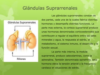 Glándulas Suprarrenales
Las glándulas suprarrenales constan de
dos partes, cada una de la cuales fabrica distintas
hormonas y desempeña distintas funciones. La
parte mas externa, la corteza suprarrenal produce
unas hormonas denominadas corticoesteroides que
contribuyen a regular el equilibrio entre las sales
minerales y agua, la respuesta al estrés, el
metabolismo, el sistema inmune, el desarrollo y la
función sexual.
La parte más interna, la medula
suprarrenal, produce catecolaminas, como la
adrenalina. También denominada epinefrina, esta
hormona eleva la tensión arterial y la frecuencia
cardiaca en situaciones de estrés.
 