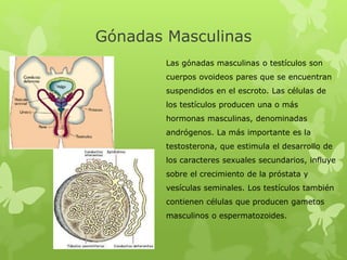 Gónadas Masculinas
Las gónadas masculinas o testículos son
cuerpos ovoideos pares que se encuentran
suspendidos en el escroto. Las células de
los testículos producen una o más
hormonas masculinas, denominadas
andrógenos. La más importante es la
testosterona, que estimula el desarrollo de
los caracteres sexuales secundarios, influye
sobre el crecimiento de la próstata y
vesículas seminales. Los testículos también
contienen células que producen gametos
masculinos o espermatozoides.
 