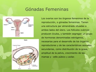 Gónadas Femeninas
Los ovarios son los órganos femeninos de la
reproducción, o gónadas femeninas. Tienen
una estructura par almendrada situadas a
ambos lados del útero. Los folículos ováricos
producen óvulos, y también segregan un grupo
de hormonas denominadas estrógenos,
necesarias para el desarrollo de los órganos
reproductores y de las características sexuales
secundarias, como distribución de la grasa,
amplitud de la pelvis, crecimiento de las
mamas y vello púbico y axilar.
 
