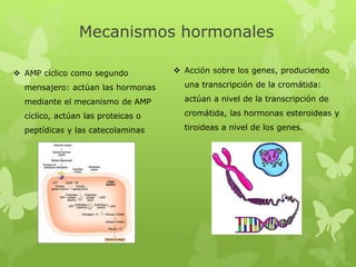 Mecanismos hormonales
 Acción sobre los genes, produciendo
una transcripción de la cromátida:
actúan a nivel de la transcripción de
cromátida, las hormonas esteroideas y
tiroideas a nivel de los genes.
 AMP cíclico como segundo
mensajero: actúan las hormonas
mediante el mecanismo de AMP
cíclico, actúan las proteicas o
peptídicas y las catecolaminas
 