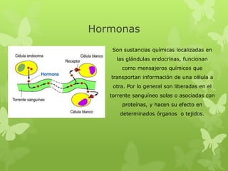 Son sustancias químicas localizadas en
las glándulas endocrinas, funcionan
como mensajeros químicos que
transportan información de una célula a
otra. Por lo general son liberadas en el
torrente sanguíneo solas o asociadas con
proteínas, y hacen su efecto en
determinados órganos o tejidos.
Hormonas
 