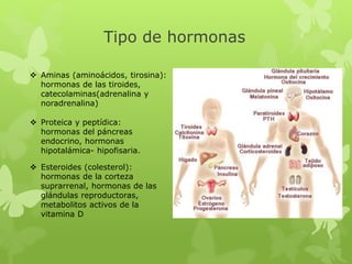Tipo de hormonas
 Aminas (aminoácidos, tirosina):
hormonas de las tiroides,
catecolaminas(adrenalina y
noradrenalina)
 Proteica y peptídica:
hormonas del páncreas
endocrino, hormonas
hipotalámica- hipofisaria.
 Esteroides (colesterol):
hormonas de la corteza
suprarrenal, hormonas de las
glándulas reproductoras,
metabolitos activos de la
vitamina D
 