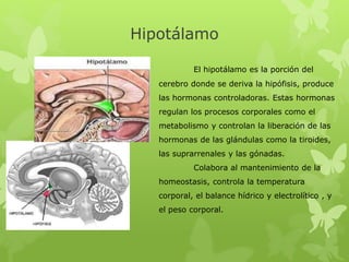 Hipotálamo
El hipotálamo es la porción del
cerebro donde se deriva la hipófisis, produce
las hormonas controladoras. Estas hormonas
regulan los procesos corporales como el
metabolismo y controlan la liberación de las
hormonas de las glándulas como la tiroides,
las suprarrenales y las gónadas.
Colabora al mantenimiento de la
homeostasis, controla la temperatura
corporal, el balance hídrico y electrolítico , y
el peso corporal.
 
