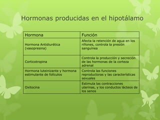 Hormonas producidas en el hipotálamo
Hormona Función
Hormona Antidiurética
(vasopresina)
Afecta la retención de agua en los
riñones, controla la presión
sanguínea
Corticotropina
Controla la producción y secreción
de las hormonas de la corteza
adrenal
Hormona luteinizante y hormona
estimulante de folículos
Controla las funciones
reproductoras y las características
sexuales
Oxitocina
Estimula las contracciones
uterinas, y los conductos lácteos de
los senos
 