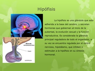 Hipófisis
La hipófisis es una glándula que esta
adherida a la base del cerebro, y secretan
hormonas que gobiernan al inicio de la
pubertad, la evolución sexual y la función
reproductiva. Es considerada la glándula
principal reguladora de todo el organismo, a
su vez se encuentra regulada por el centro
nervioso, hipotálamo, que inhiben o
estimulan a la hipófisis en su síntesis
hormonal.
 