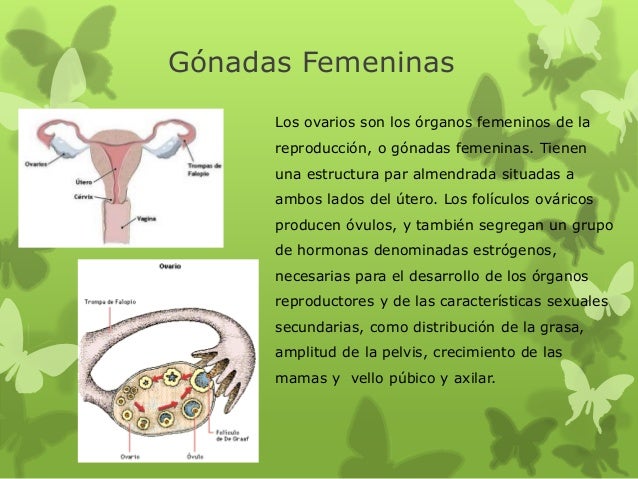 Gonadas Femeninas Generan Ovulos Y Secretan Hormonas es.slideshare.net
