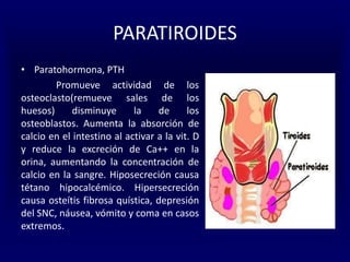 PARATIROIDES
• Paratohormona, PTH
Promueve actividad de los
osteoclasto(remueve sales de los
huesos) disminuye la de los
osteoblastos. Aumenta la absorción de
calcio en el intestino al activar a la vit. D
y reduce la excreción de Ca++ en la
orina, aumentando la concentración de
calcio en la sangre. Hiposecreción causa
tétano hipocalcémico. Hipersecreción
causa osteítis fibrosa quística, depresión
del SNC, náusea, vómito y coma en casos
extremos.
 