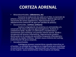 CORTEZA ADRENAL
• Mineralocorticoides, (aldosterona, etc)
Aumenta la reabsorción de sodio en el riñón, la excresión de
potasio y mantiene el pH, excretando protones. Retiene agua por el
mecanismo de renina-angiotensina. Hipersecresión causa
aldosteronismo (retención de agua por pérdida de potasio)
• Glucocorticoides, (cortisol, cortisona)
Acelera la degradación de proteínas en aminoácidos y la
conversión de estos en glucosa (gluconeogénesis). Aceleran el
catabolismo lípido. Ayudan a la adrenalina y noradrenalina a
vasocontraer para mantener una presión arterial normal. Ayuda a
recuperarse de lesiones inflamatorias. Hipersecreción produce
disminución en el número de eosinófilos (respuesta inflamatoria) y
atrofia de los tejidos linfáticos. También causa síndrome de Cushing,
(redistribución de grasa corporal).
• Gonadocorticoides
Andrógenos proveen características sexuales masculinas en
el hombre. La cantidad de estrógenos es insignificante pero contribuye
al crecimiento de vello púbico. Hipersecresión por tumores virilizantes
en las mujeres causa características viriles (mujeres con barba).
 