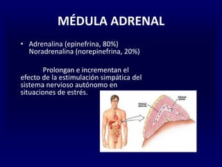 MÉDULA ADRENAL
• Adrenalina (epinefrina, 80%)
Noradrenalina (norepinefrina, 20%)
Prolongan e incrementan el
efecto de la estimulación simpática del
sistema nervioso autónomo en
situaciones de estrés.
 