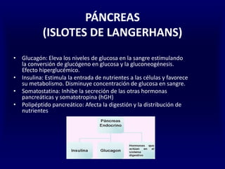 PÁNCREAS
(ISLOTES DE LANGERHANS)
• Glucagón: Eleva los niveles de glucosa en la sangre estimulando
la conversión de glucógeno en glucosa y la gluconeogénesis.
Efecto hiperglucémico.
• Insulina: Estimula la entrada de nutrientes a las células y favorece
su metabolismo. Disminuye concentración de glucosa en sangre.
• Somatostatina: Inhibe la secreción de las otras hormonas
pancreáticas y somatotropina (hGH)
• Polipéptido pancreático: Afecta la digestión y la distribución de
nutrientes
 