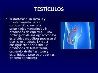 TESTÍCULOS
• Testosterona: Desarrollo y
mantenimiento de las
características sexuales
secundarias masculinas y la
producción de esperma. El uso
prolongado de análogos como los
esteroides anabólicos provocan el
que no se produzca LH y por
consiguiente no se estimule
producción de testosterona,
causando atrofia testicular y
esterilidad, aparte de problemas
de comportamiento
 