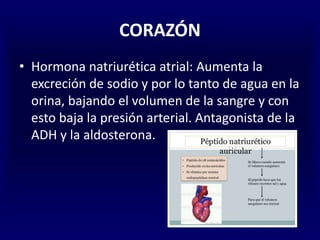 CORAZÓN
• Hormona natriurética atrial: Aumenta la
excreción de sodio y por lo tanto de agua en la
orina, bajando el volumen de la sangre y con
esto baja la presión arterial. Antagonista de la
ADH y la aldosterona.
 