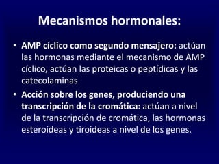 Mecanismos hormonales:
• AMP cíclico como segundo mensajero: actúan
las hormonas mediante el mecanismo de AMP
cíclico, actúan las proteicas o peptídicas y las
catecolaminas
• Acción sobre los genes, produciendo una
transcripción de la cromática: actúan a nivel
de la transcripción de cromática, las hormonas
esteroideas y tiroideas a nivel de los genes.
 