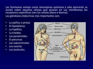 Las hormonas actúan como mensajeros químicos y sólo ejercerán su
acción sobre aquellas células que posean en sus membranas los
receptores específicos (son las células diana o blanco).
Las glándulas endocrinas más importantes son:
• La epífisis o pineal
• El hipotálamo
• La hipófisis
• La tiroides
• Las paratiroides
• El páncreas
• Las suprarrenales
• Los ovarios
• Los testículos.
 