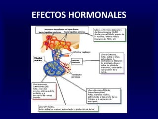 EFECTOS HORMONALES
 