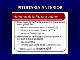 PITUITARIA ANTERIOR
 