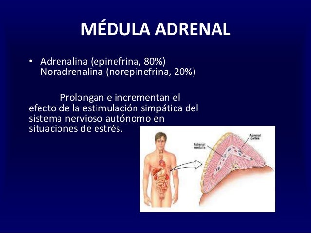 Sistema endocrino