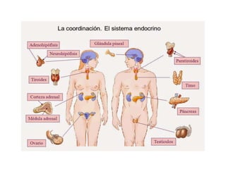 Sistema endocrino