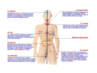 Sistema endocrino