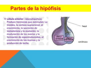 Partes de la hipófisis
 Lóbulo anterior ( Adenohipófisis)
Produce hormonas que estimulan: La
tiroides, la corteza suprarrenal, el
crecimiento, la secreción de
testosterona y la ovulación, la
maduración de los ovarios y la
formación de espermatozoides, el
crecimiento de las mamas y la
producción de leche.
 
