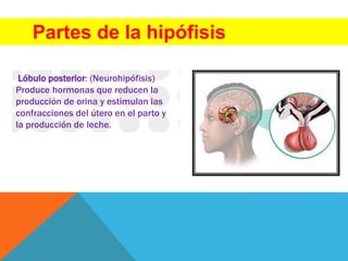 Partes de la hipófisis
Lóbulo posterior: (Neurohipófisis)
Produce hormonas que reducen la
producción de orina y estimulan las
confracciones del útero en el parto y
la producción de leche.
 