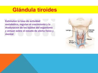 Glándula tiroides
Estimulan la tasa de actividad
metabólica, regulan el crecimiento y la
maduración de los tejidos del organismo
y actúan sobre el estado de alerta físico y
mental
 