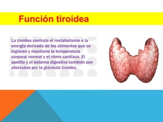 Función tiroidea
La tiroides controla el metabolismo o la
energía derivada de los alimentos que se
ingieren y mantiene la temperatura
corporal normal y el ritmo cardíaco. El
apetito y el sistema digestivo también son
afectados por la glándula tiroides.
 