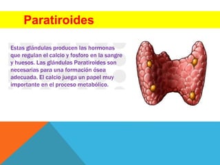 Paratiroides
Estas glándulas producen las hormonas
que regulan el calcio y fosforo en la sangre
y huesos. Las glándulas Paratiroides son
necesarias para una formación ósea
adecuada. El calcio juega un papel muy
importante en el proceso metabólico.
 
